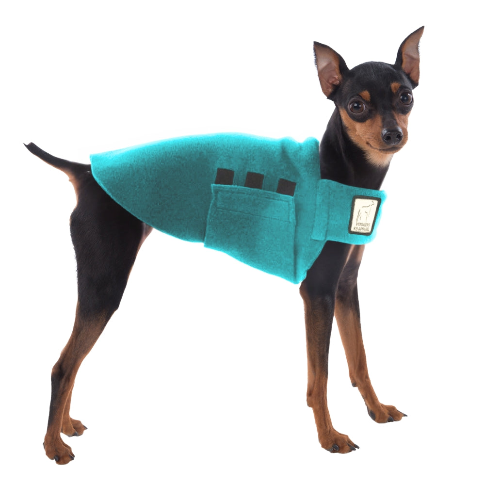 Miniature Pinscher Tummy Warmer
