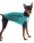 Miniature Pinscher Tummy Warmer