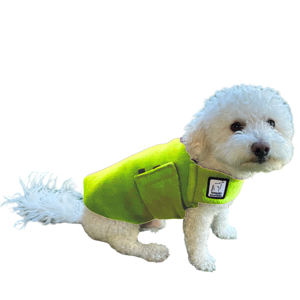 Miniature Poodle Tummy Warmer