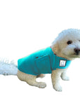 Miniature Poodle Tummy Warmer