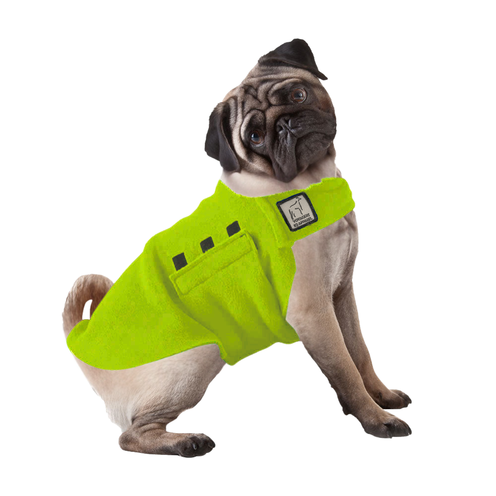 Pug Tummy Warmer