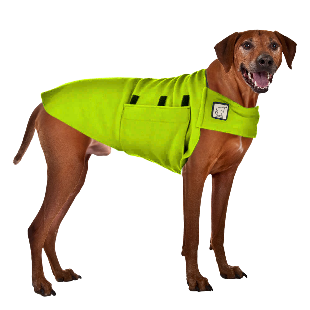 Rhodesian Ridgeback Tummy Warmer
