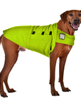 Rhodesian Ridgeback Tummy Warmer