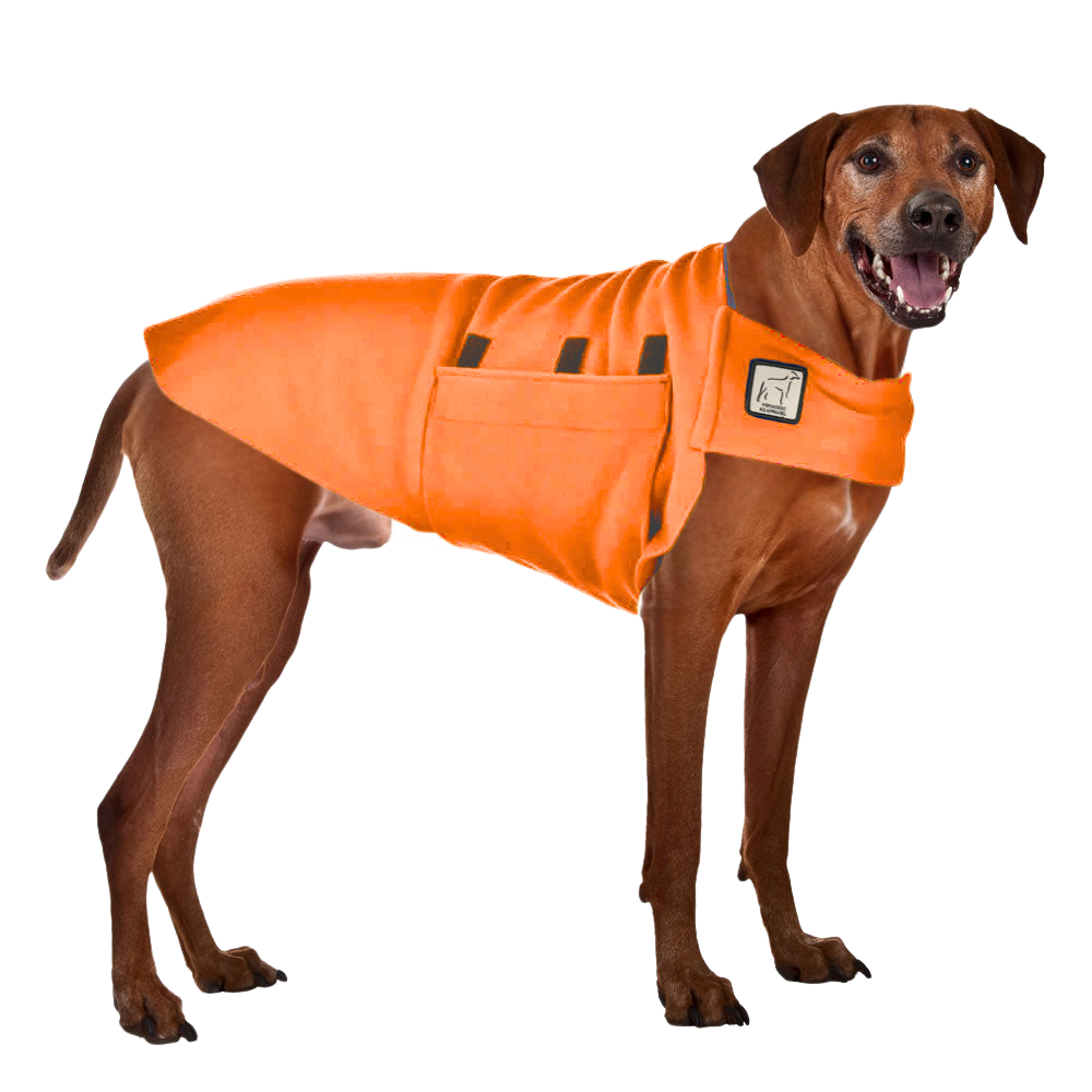 Rhodesian Ridgeback Tummy Warmer