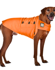 Rhodesian Ridgeback Tummy Warmer