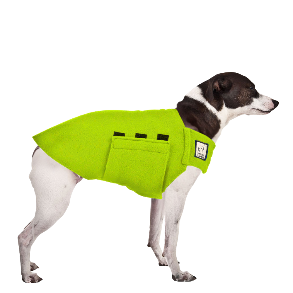 Rat Terrier Tummy Warmer