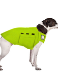 Rat Terrier Tummy Warmer