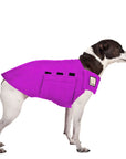 Rat Terrier Tummy Warmer
