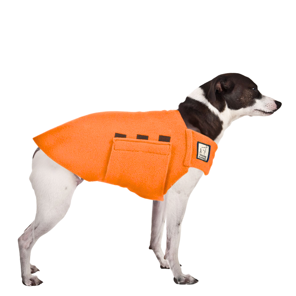 Rat Terrier Tummy Warmer