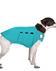 Rat Terrier Tummy Warmer