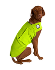 Vizsla Tummy Warmer