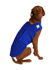 Vizsla Tummy Warmer