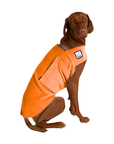 Vizsla Tummy Warmer