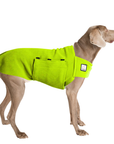 Weimaraner Tummy Warmer