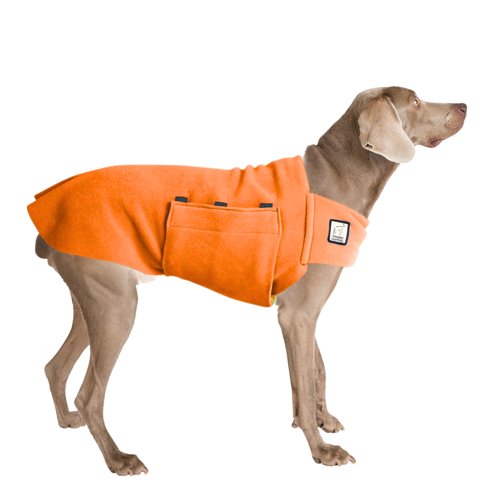 Weimaraner Tummy Warmer
