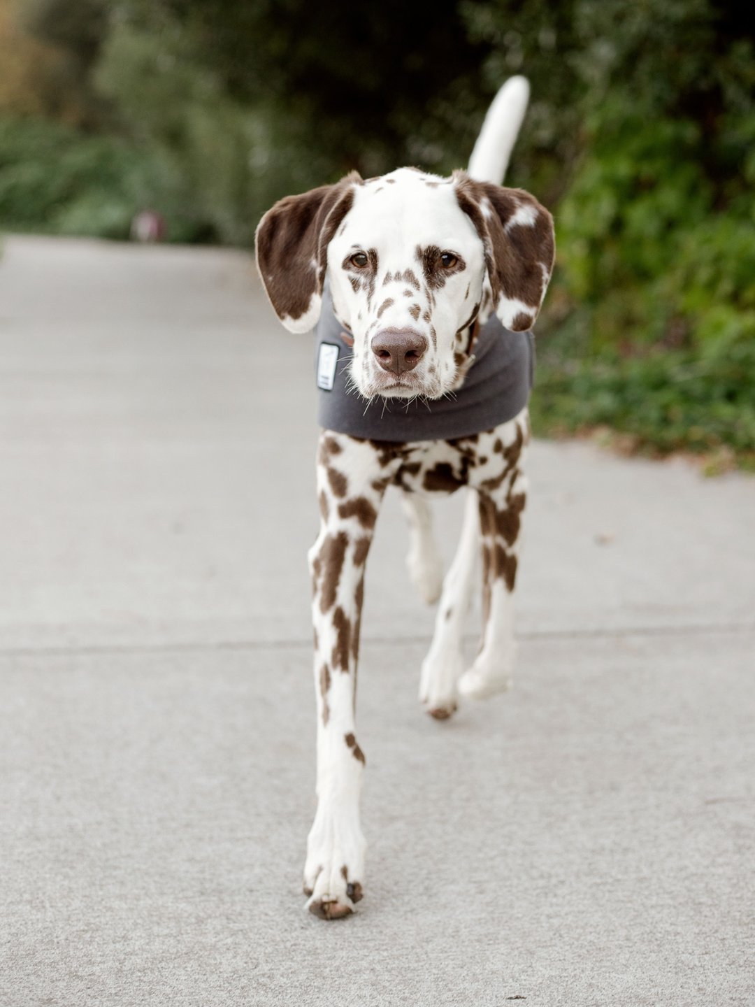 German Shorthaired Pointer Dog Tummy Warmer Dog Vest Voyagers K9