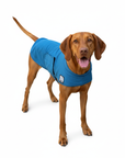 Vizsla Cooling Coat