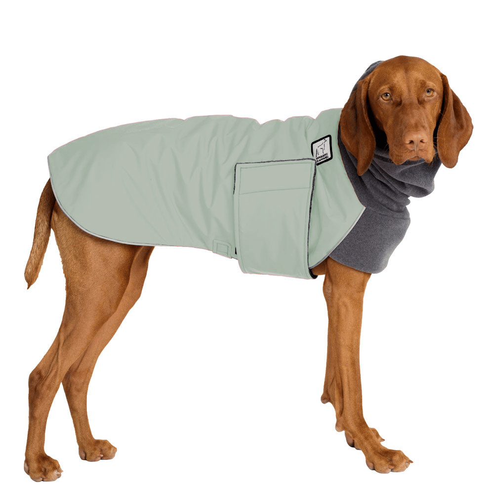 Vizsla Winter Coat