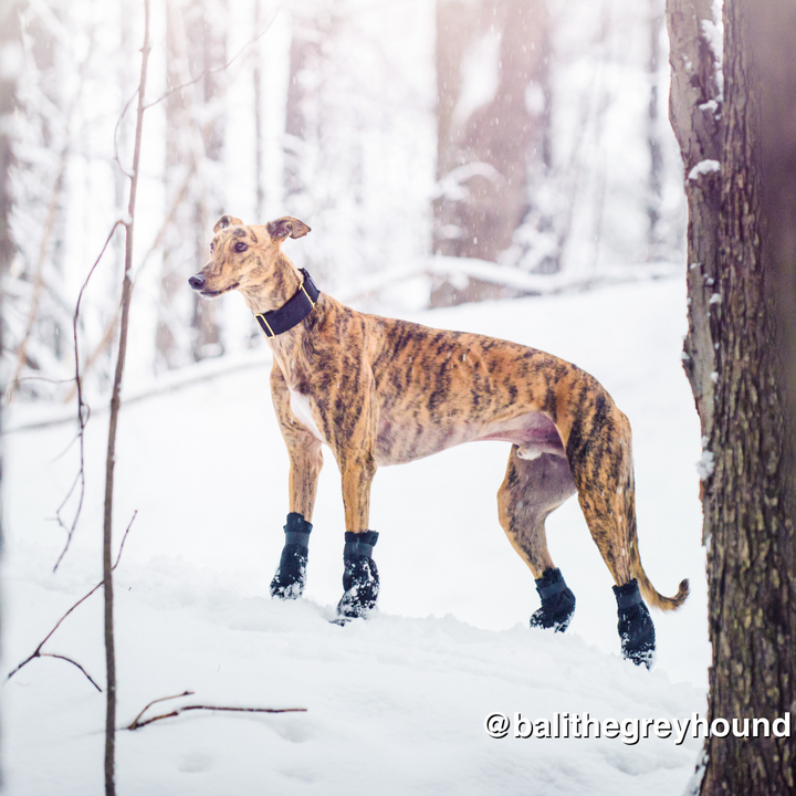 German Shorthaired Pointer Dog Tummy Warmer Dog Vest – Voyagers K9 Apparel