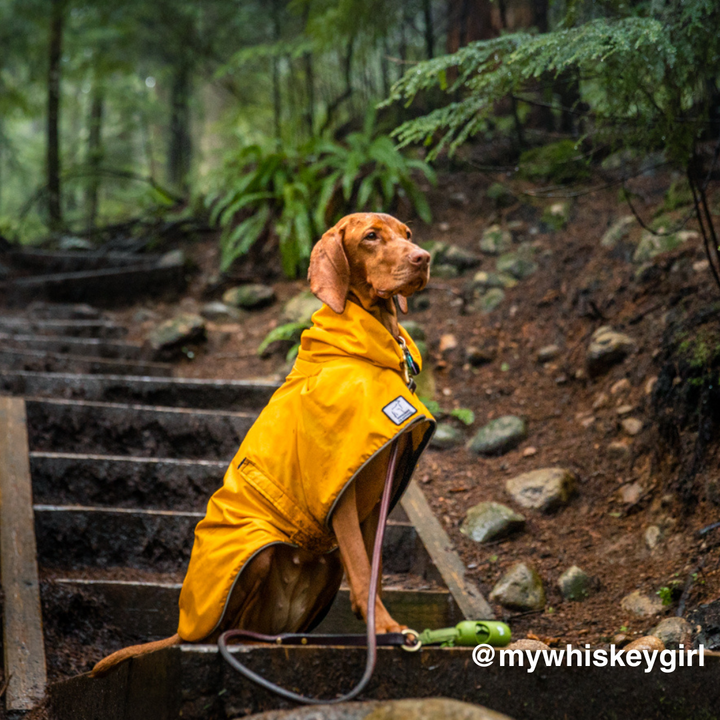 Voyager clearance dog coats