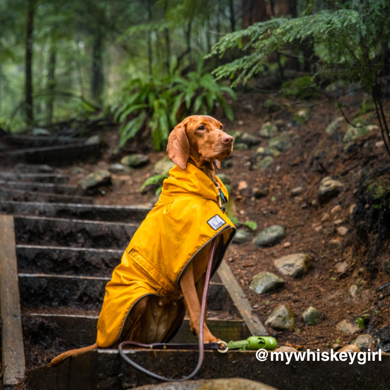 Voyager K9 rain coat