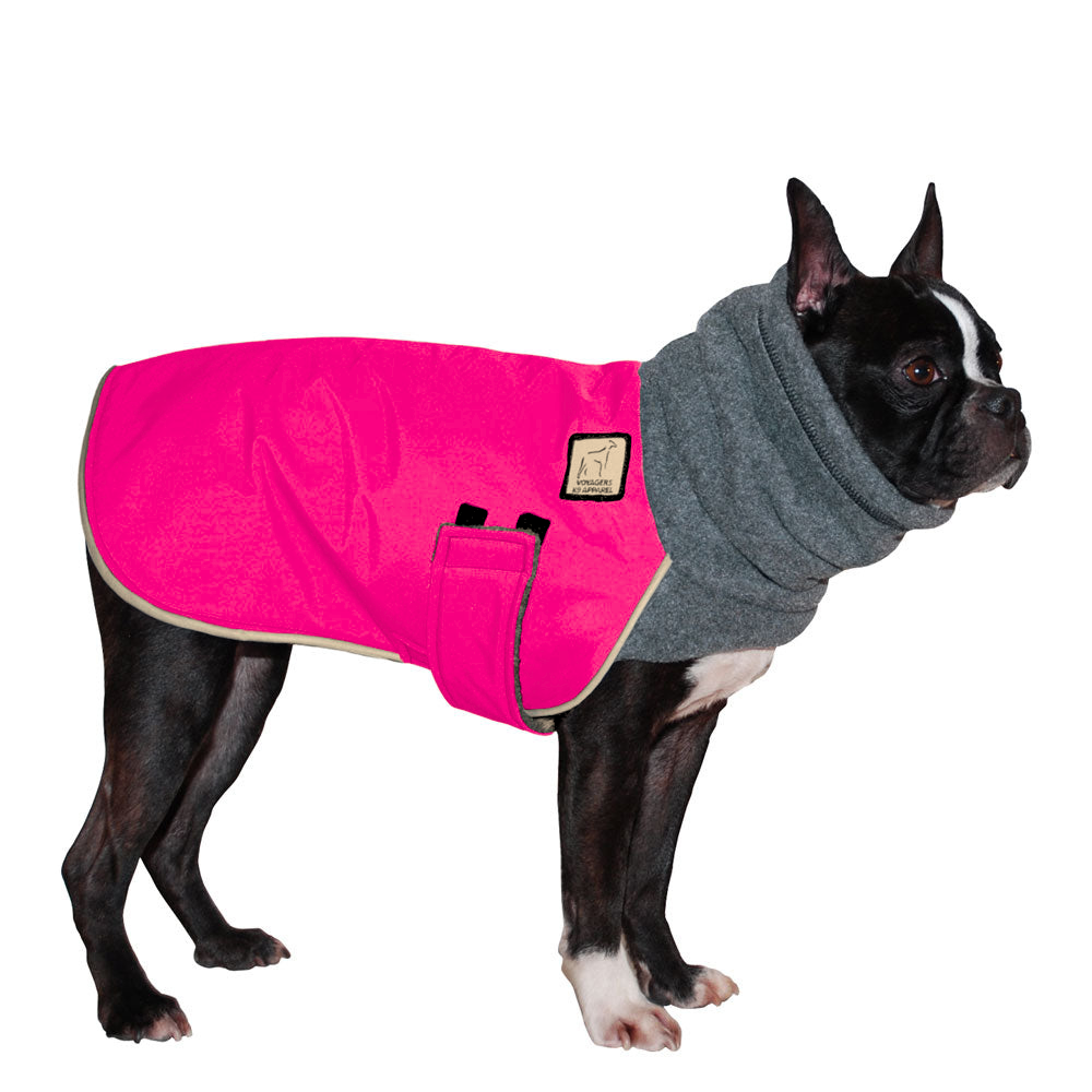 Boston Terrier Winter Coat