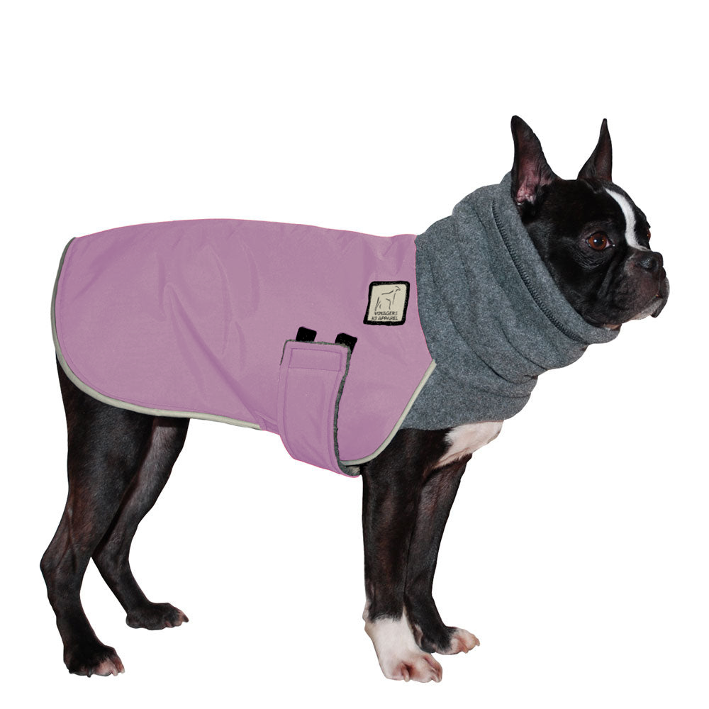 Boston Terrier Winter Coat