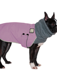 Boston Terrier Winter Coat