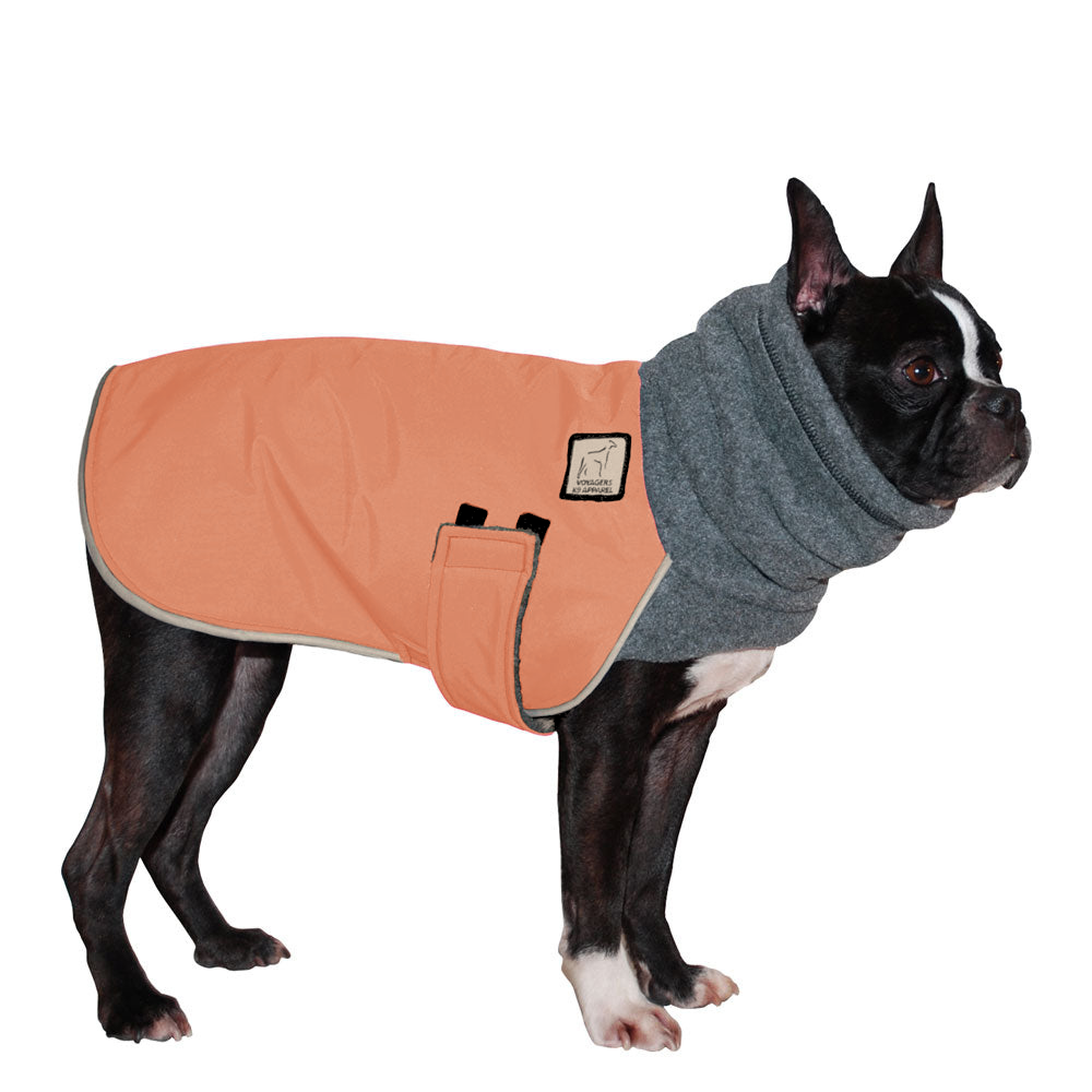 Boston Terrier Winter Coat
