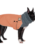 Boston Terrier Winter Coat