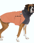 Boxer Winter Coat