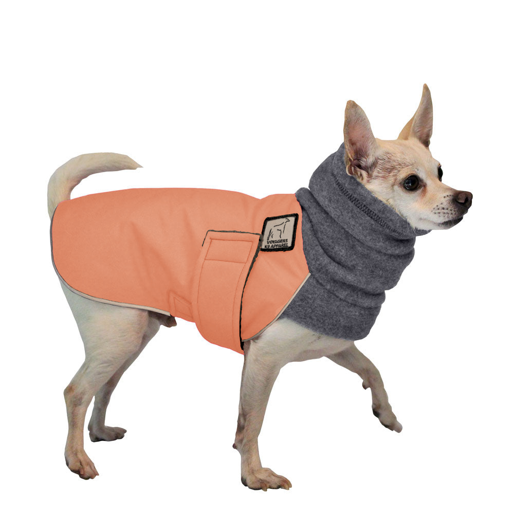 Chihuahua Winter Coat