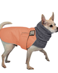Chihuahua Winter Coat