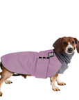 Dachshund Winter Coat