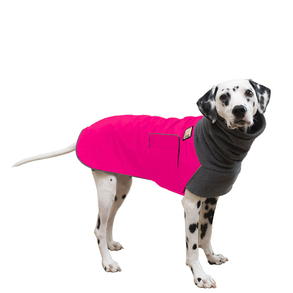 Dalmatian Winter Coat