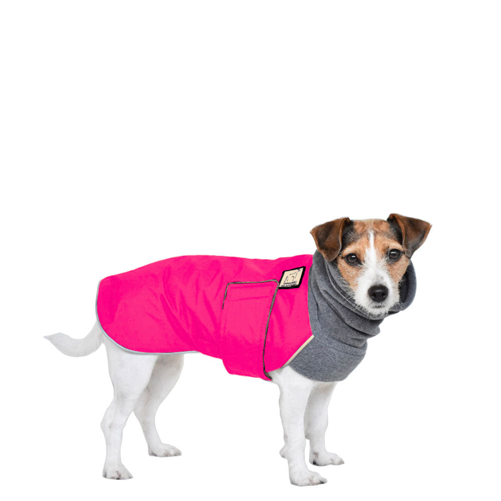 Jack Russell Terrier Winter Coat