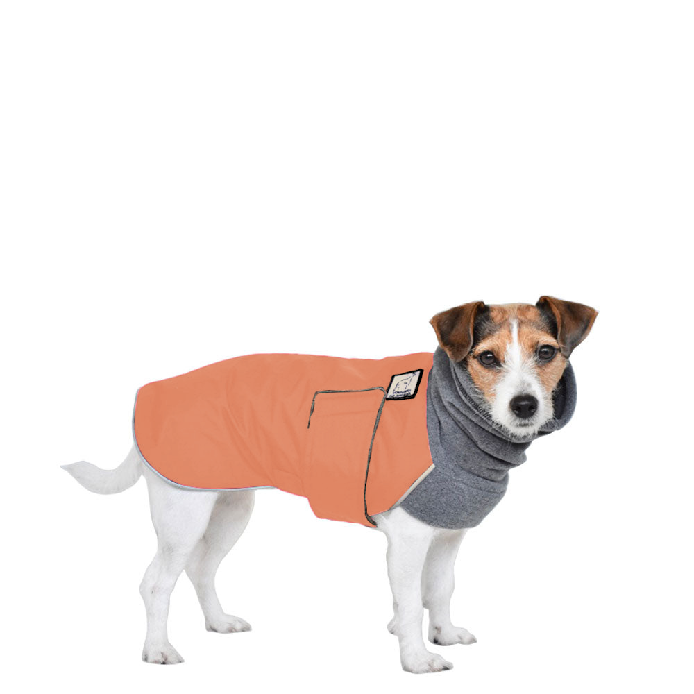 Jack Russell Terrier Winter Coat