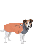 Jack Russell Terrier Winter Coat