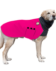 Labrador Retriever Winter Coat