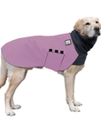 Labrador Retriever Winter Coat