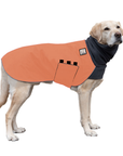 Labrador Retriever Winter Coat