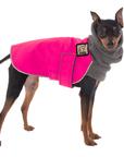 Miniature Pinscher Winter Coat