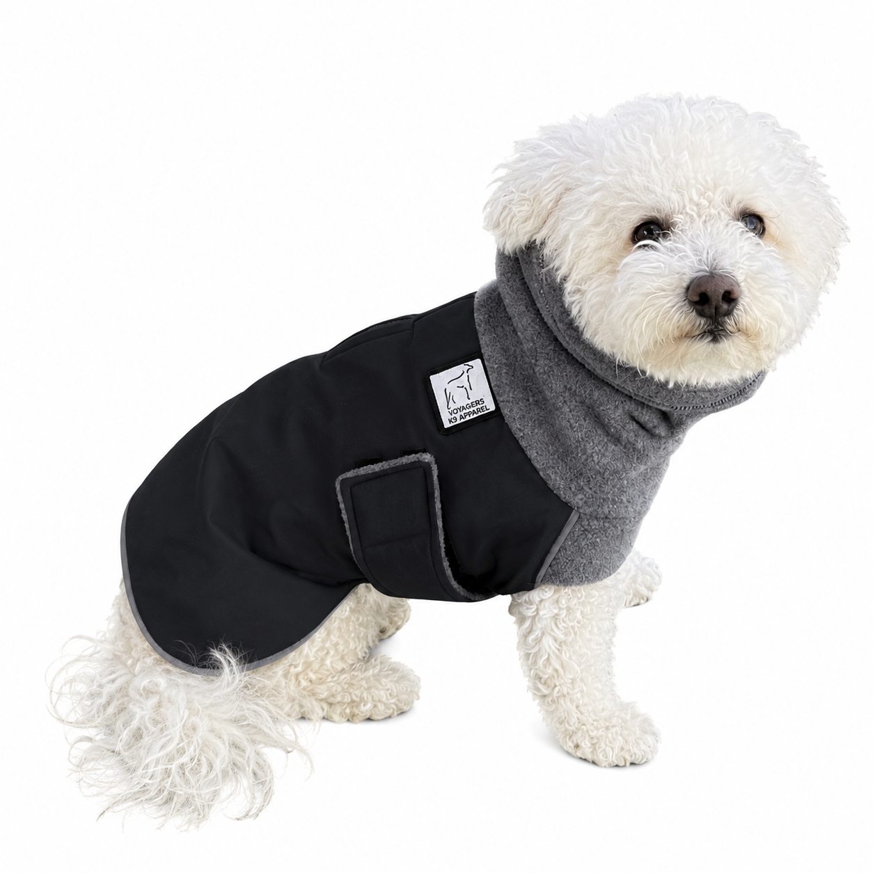 Miniature Poodle Winter Coat
