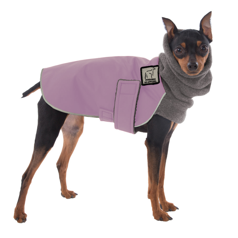 Miniature Pinscher Winter Coat