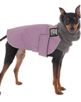 Miniature Pinscher Winter Coat