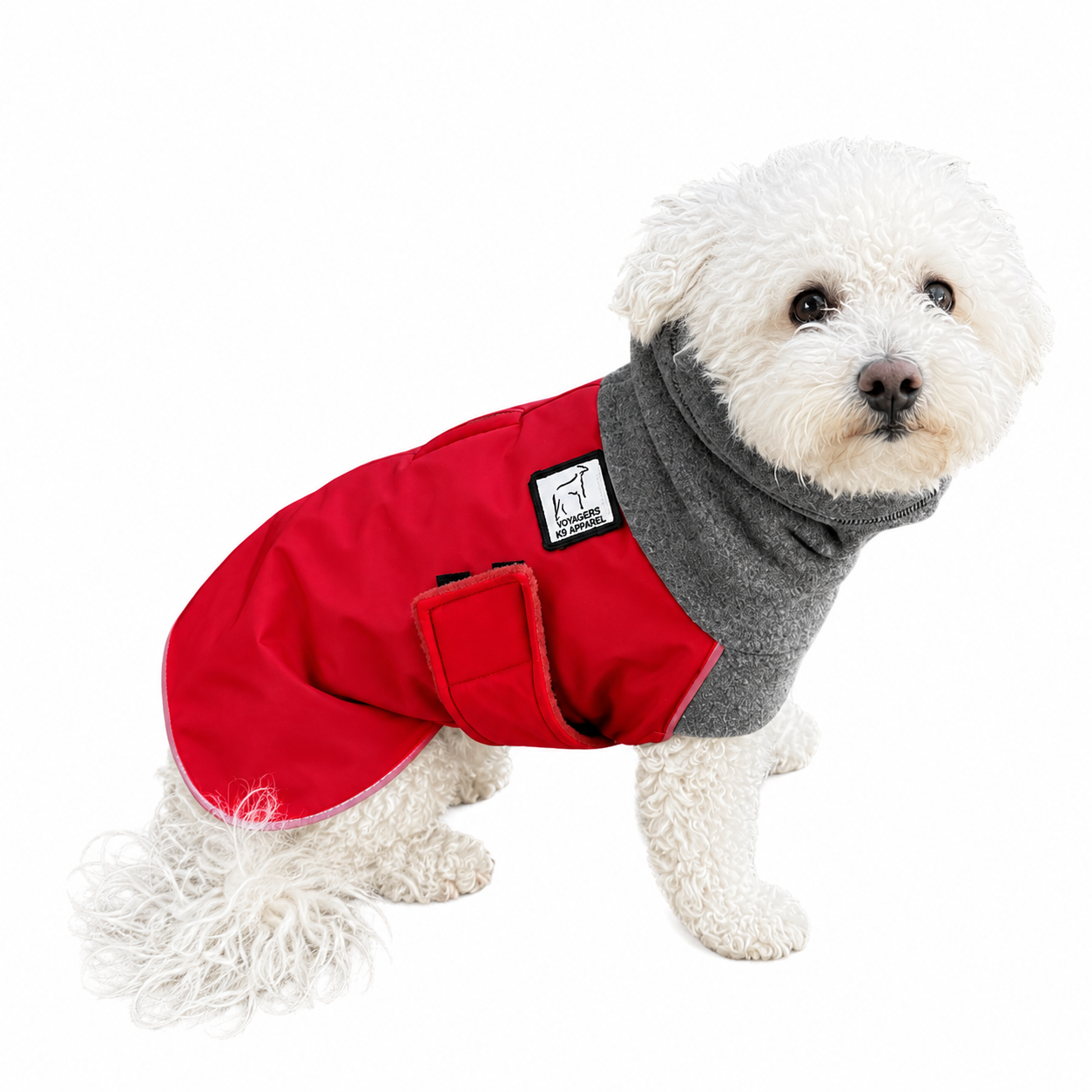 Miniature Poodle Winter Coat