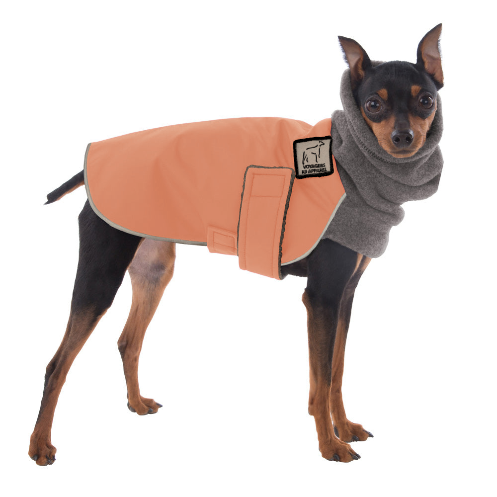 Miniature Pinscher Winter Coat