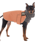 Miniature Pinscher Winter Coat