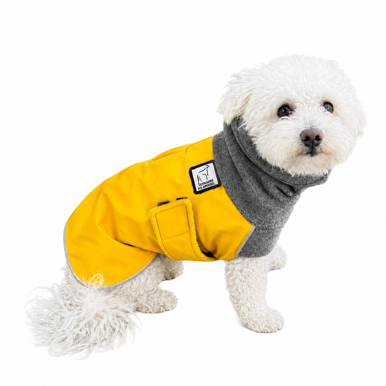 Miniature Poodle Winter Coat
