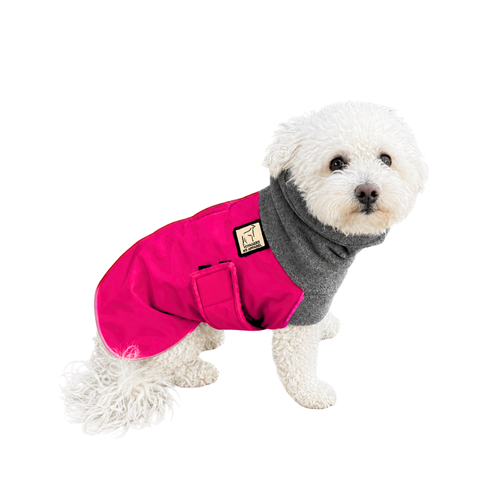 Miniature Poodle Winter Coat